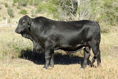 Elara ED 915 (in 2018)